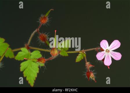 Herb Robert (Geranium robertianum), pianta medicinale Foto Stock