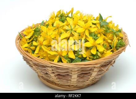 Erba di San Giovanni (Hypericum perforatum), pianta medicinale, fiori raccolti in un cestello Foto Stock