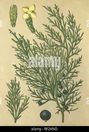 Savin ginepro o Savin (Juniperus sabina), pianta medicinale, chromolithograph storico datato al 1880 Foto Stock