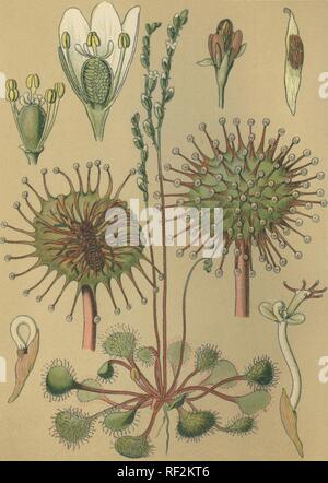 Sundew comune o Round-lasciava Sundew (drosera rotundifolia), pianta medicinale, chromolithograph storico datato al 1880 Foto Stock