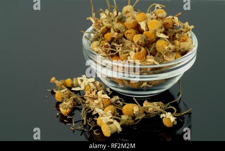 Tedesco essiccati i fiori di camomilla (chamomilla recutita, Matricaria chamomilla, matricaria recutita) in una ciotola di vetro Foto Stock