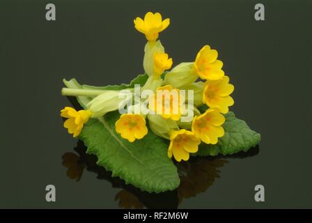 Cowslip (Primula veris), pianta medicinale Foto Stock