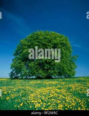 900-anno-vecchio faggio (Fagus) su un prato a molla, Faggio bavarese, Bavaria Foto Stock