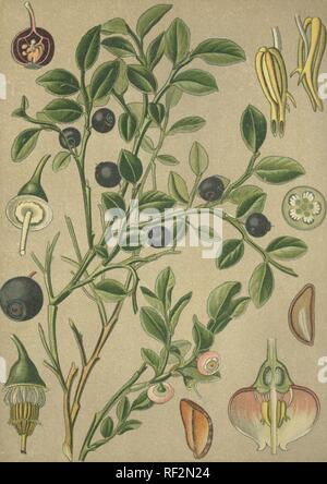 Il mirtillo (Vaccinium myrtillus), pianta medicinale, chromolithograph storico datato al 1880 Foto Stock