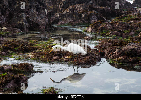 Un bellissimo airone bianco caccia lungo le sponde rocciose sulla penisola di Monterrey. Foto Stock