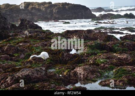 Un bellissimo airone bianco caccia lungo le sponde rocciose sulla penisola di Monterrey. Foto Stock
