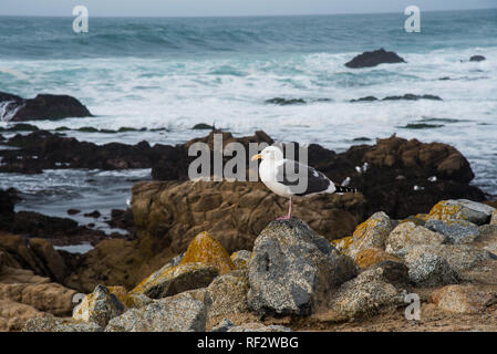 Seagull arroccata su una roccia vicino al fronte spiaggia. Foto Stock