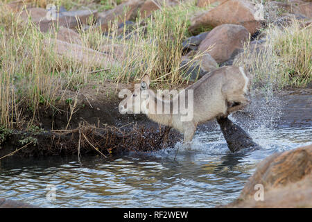 Questo fortunato waterbuck, kobus ellipsiprymnus, sfuggito un coccodrillo, Crocodylus niloticus, attacco sul Malawi del fiume Shire nel Majete riserva faunistica Foto Stock