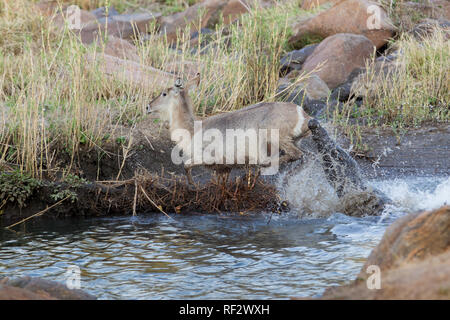 Questo fortunato waterbuck, kobus ellipsiprymnus, sfuggito un coccodrillo, Crocodylus niloticus, attacco sul Malawi del fiume Shire nel Majete riserva faunistica Foto Stock