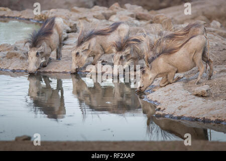 Durante la stagione secca, assetata facoceri, Phacochoerus africanus, linea fino a bere da un waterhole in Majete Game Reserve in Malawi Foto Stock