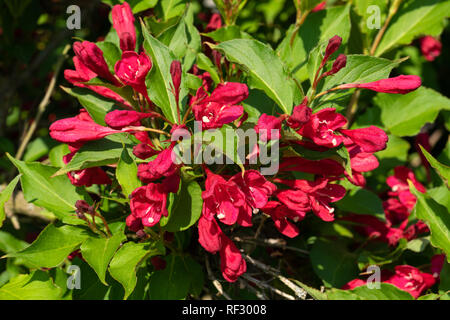 (Weigela Weigela florida), in prossimità della testa di fiori Foto Stock