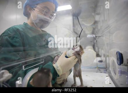 (190124) -- Shanghai, Gennaio 24, 2019 (Xinhua) -- un membro del personale alimenta una scimmia clonate con disturbi del ritmo circadiano presso l'Istituto di Neuroscienze dell'Accademia cinese delle scienze a Shanghai in Cina orientale, il 22 gennaio 2019. La Cina ha clonato cinque scimmie da un gene a cura di macaco con disturbi del ritmo circadiano, la prima volta di più le scimmie sono stati clonati da un gene a cura di scimmia per la ricerca biomedica. Gli scienziati ha dato l'annuncio Giovedì, con due articoli pubblicati nel National Science Review, un alto ufficiale cinese in inglese. Le scimmie clonate sono nati in Shanghai presso Institut Foto Stock