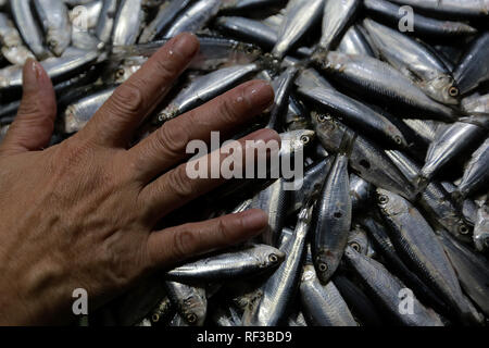 (190124) -- QUEZON, Gennaio 24, 2019 (Xinhua) -- un venditore organizza le sardine di acqua dolce noto localmente come 'tawilis' venduto in un mercato di Quezon City, Filippine, Gennaio 24, 2019. L'acqua dolce Tawilis sardine, un pesce che può essere trovata solo in Filippine " Lago Taal, ora è una specie in via di estinzione, Philippine media riportano il giovedì. Uno studio condotto dall'Unione internazionale per la Conservazione della Natura (UICN) dice che tawilis, noto anche come bonbon le sarde o alacce d'acqua dolce, è stato contrassegnato come una specie in via di estinzione. (Xinhua/Rouelle Umali) Foto Stock