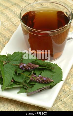 Il coreano menta o coreano issopo (Agastache rugosa), tè alle erbe Foto Stock