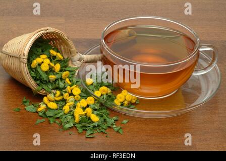 Tansies, pulsanti di amaro, mucca amaro, Artemisia, bottoni oro (Tanacetum vulgare), pianta medicinale, tè alle erbe Foto Stock