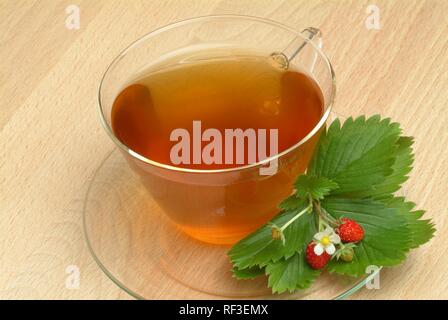 Wild - o dei boschi fragola (Fragaria vesca) tè, tè alle erbe Foto Stock