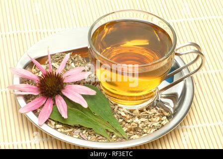 Orientale Coneflower viola (Echinacea purpurea) tè alle erbe, tè medicinali Foto Stock