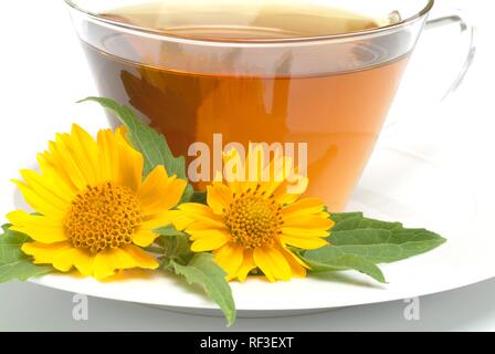 American Dogweed, Golden Crownbeard, Crown-barba o Anil de Muerto (Verbesina encelioides, Verbesina fasciculata), tè alle erbe Foto Stock