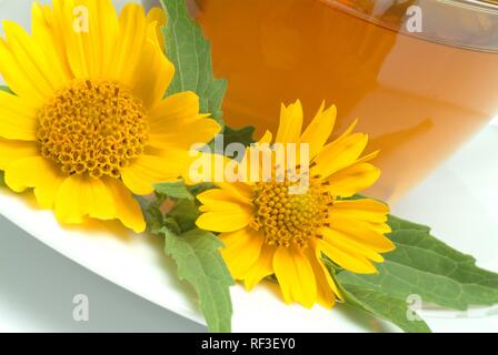 American Dogweed, Golden Crownbeard, Crown-barba o Anil de Muerto (Verbesina encelioides, Verbesina fasciculata), tè alle erbe Foto Stock