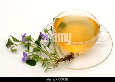 Viola Mammola o viola comune (Viola odorata), tè alle erbe, tè medicinali Foto Stock