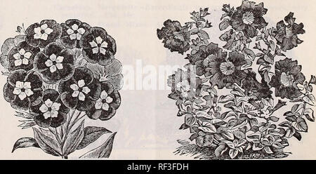 . Catalogo 1918. Vivai (orticoltura) Tennessee Memphis cataloghi; vivaio Tennessee Memphis cataloghi; fiori Tennessee Memphis cataloghi; Verdure Tennessee Memphis cataloghi; frutta Memphis Tennessee cataloghi; GIARDINAGGIO Tennessee Memphis attrezzature e assistenza. UuuDie imperial t'inchiostro Pansy- Pansy, scelta mista-la nostra miscela. Questa contiene una vasta gamma di colori e contrassegni. Pkt. 5c. Pansy, Extra grande fioritura di mixed-la nostra miscela dei migliori varietà di inglese di Pansies. Pkt. 10c. Pansy, Schwill le superbe Mixed-ciò include non solo i semi di Pansies gigante, ma anche quelli di diverse ne Foto Stock