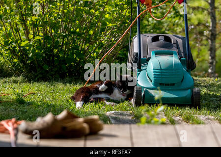 Colpo all'aperto di verde tosaerba e cat. Electric tosaerba in erba verde. Gatto dorme vicino a tosaerba elettrico sulla parte superiore dell'erba in giardino. Foto Stock