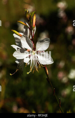 Chiusura del bianco fiore gaura Foto Stock