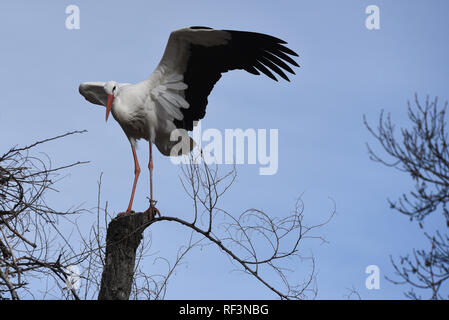 Madrid, Spagna. 23 gen 2019. Una cicogna bianca (Ciconia ciconia) agitata dal vento in Madrid, dove le forti raffiche di vento hanno raggiunto tra 65 e 70 chilometri all'ora durante il pomeriggio ore. Credito: Jorge Sanz/Pacific Press/Alamy Live News Foto Stock