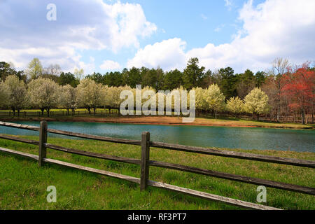 Bradford Peri che fiorisce in primavera Foto Stock