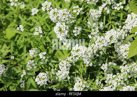 Fiori bianchi di Lobularia maritima fioritura in giardino. Fiori di colore bianco con il profumo del miele. Fiori di Lobularia maritima nome comune sweet alyssum o Foto Stock