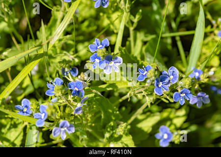 Close-up da molti fiori di primavera denominata "non ti scordar di me" (Myosotis sylvatica), che crescono su un prato. Foto Stock