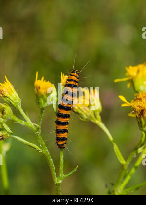 Il cinabro moth caterpillar su erba tossica Foto Stock