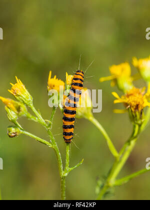 Il cinabro moth caterpillar su erba tossica Foto Stock