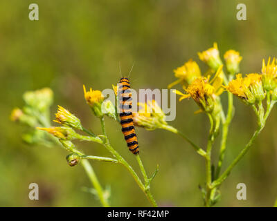 Il cinabro moth caterpillar su erba tossica Foto Stock