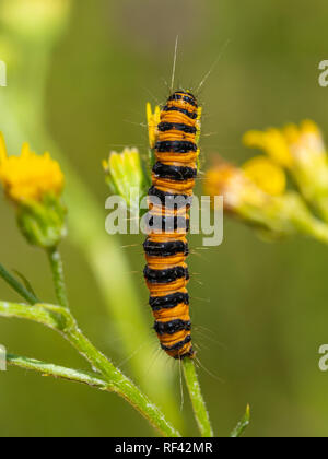 Il cinabro moth caterpillar su erba tossica Foto Stock