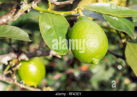 Lime fresco appeso sulla struttura ad albero. Gli agrumi. Messa a fuoco selettiva Foto Stock