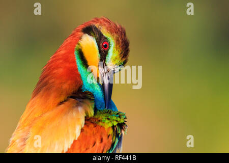 Uccello del paradiso pulisce piume colorate Foto stock - Alamy