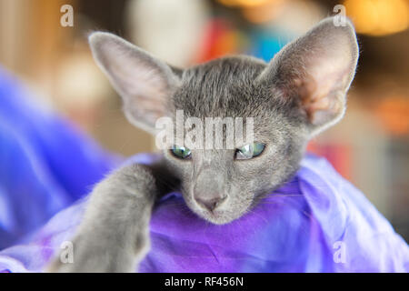 Close up blu Orientale shorthair kitten Foto Stock