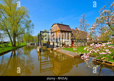 Raddusch Mill, foresta di Sprea in primavera, Brandenburg Foto Stock