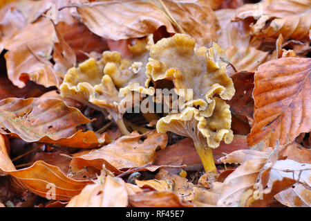 Yellowfoot o Craterellus tubaeformis nella foresta di autunno Foto Stock