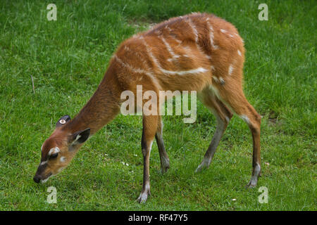 Foresta (sitatunga Tragelaphus spekii grato), noto anche come la foresta marshbuck. Foto Stock