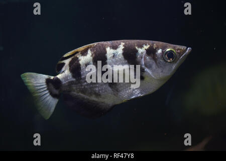 Nastrare archerfish (Toxotes jaculatrix), noto anche come il filatore pesci. Foto Stock