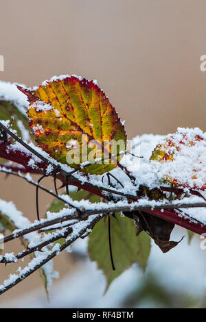 La rosa canina (Rosa canina), colorate coperte di neve di foglie in inverno, Baden-Wuerttemberg, Germania Foto Stock