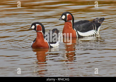 Rosso fiammante oche (Branta ruficollis) un uccello che le razze in Siberia e overwinters intorno al Mar Nero e nei paesi del Caucaso. Foto Stock