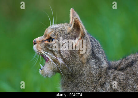 Ritratto di un scozzese Wildcat, Felis silvestris silvestris, a un allevamento in cattività centrato finalizzati a proteggere questa specie minacciate da estinzione Foto Stock