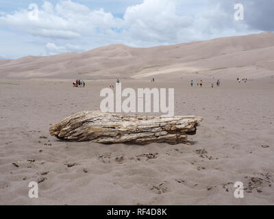 Ampio registro di legno nel mezzo del deserto al grande San Dunes National Park, CO, STATI UNITI D'AMERICA Foto Stock
