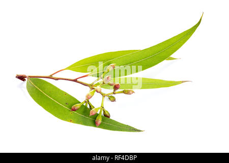 Foglie di eucalipto isolato su sfondo bianco. Myrtaceae Foto Stock