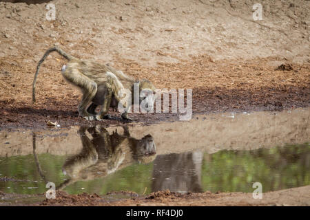 Un babbuino giallo, Papio cynocephalus cerca per eseguire la scansione alla ricerca di pericolo mentre prendendo un drink da un acqua riflettente foro nel Majete riserva faunistica Foto Stock