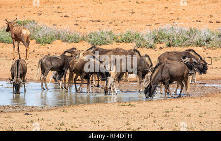 Una mandria di gnu nero in corrispondenza di un foro di irrigazione nel sud della savana africana Foto Stock