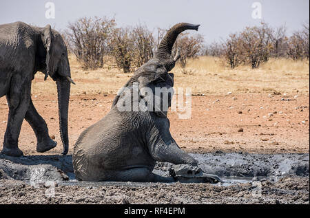 Gli elefanti amano un buon bagno di fango e questi quelli in Namibia non fanno eccezione Foto Stock